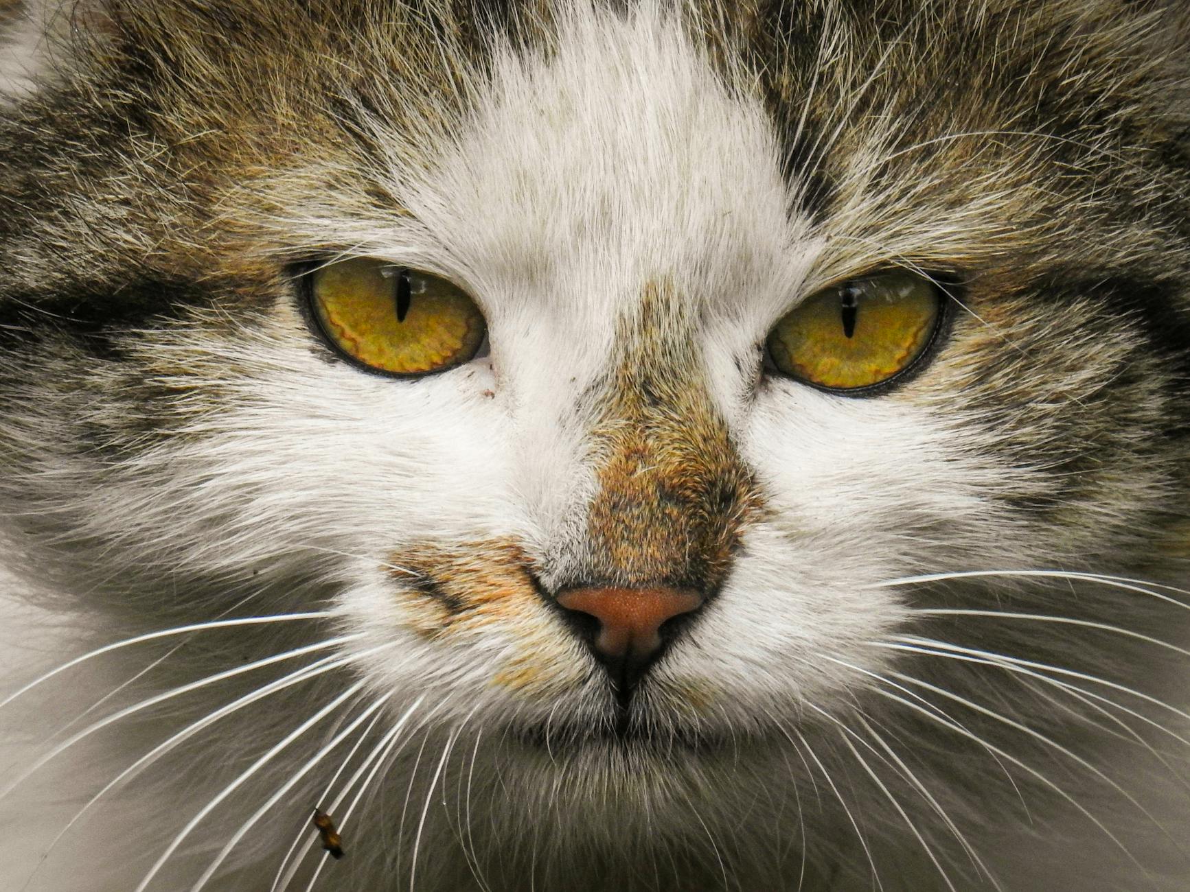 A striking close-up of a domestic cat's face, highlighting its vivid yellow eyes and detailed fur.