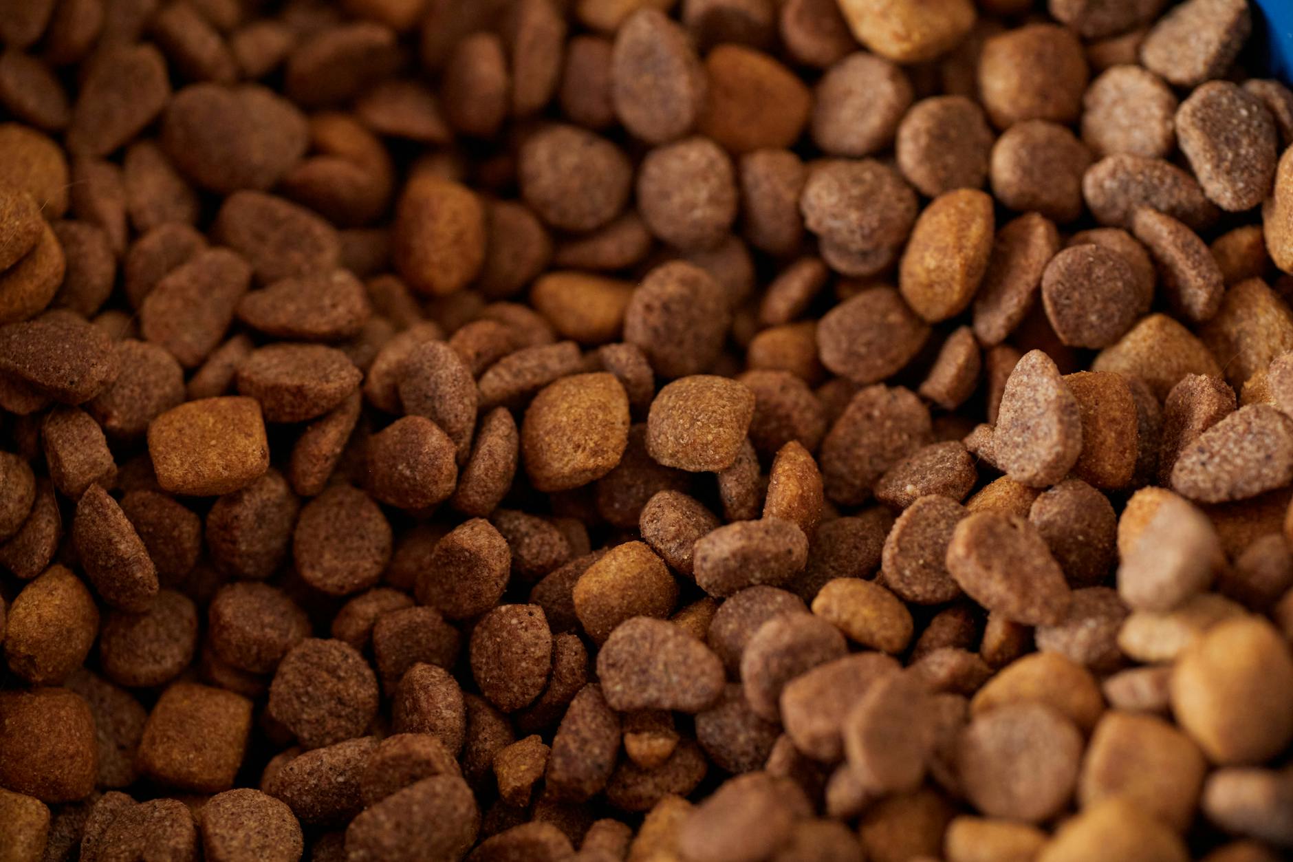 Detailed close-up of dry dog food kibble, showcasing its texture and color.