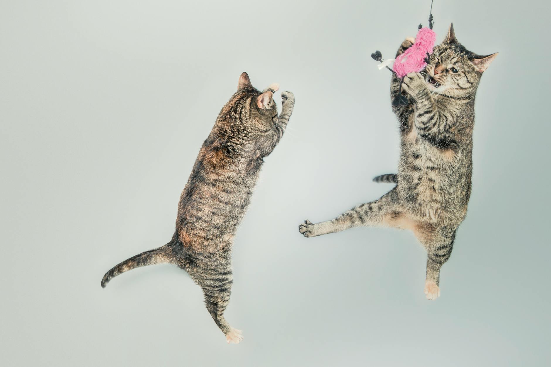 Two playful cats energetically jump with a pink toy against a light, minimal background.