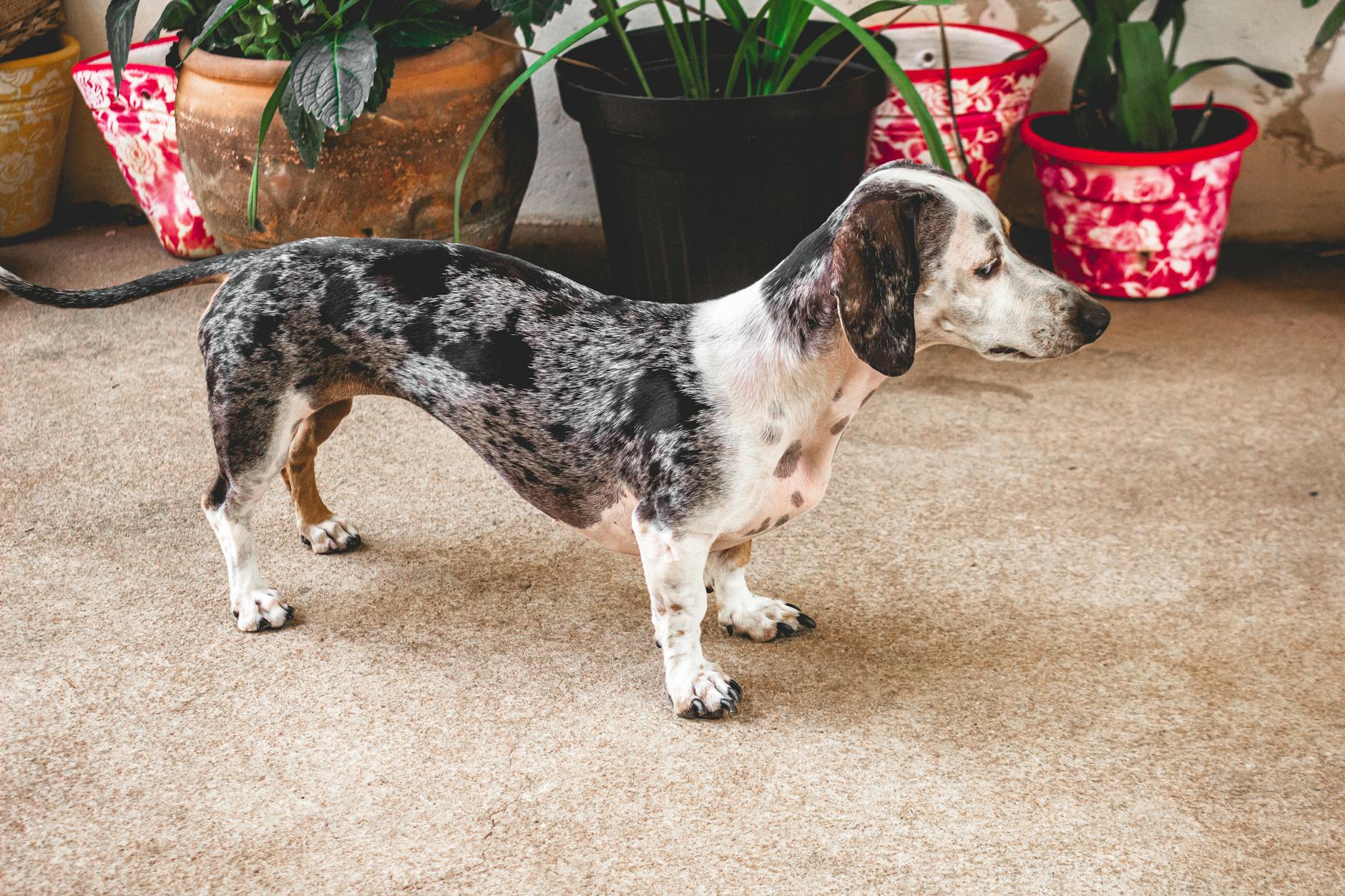 Dapple dachshund standing alert indoors surrounded by vibrant potted plants.