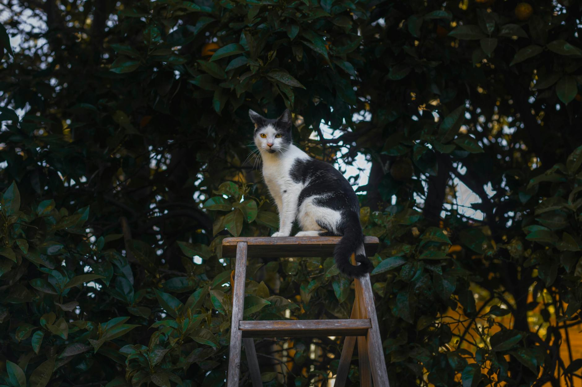 A black and white cat sits atop a wooden ladder amidst dense foliage, providing a natural, serene setting.